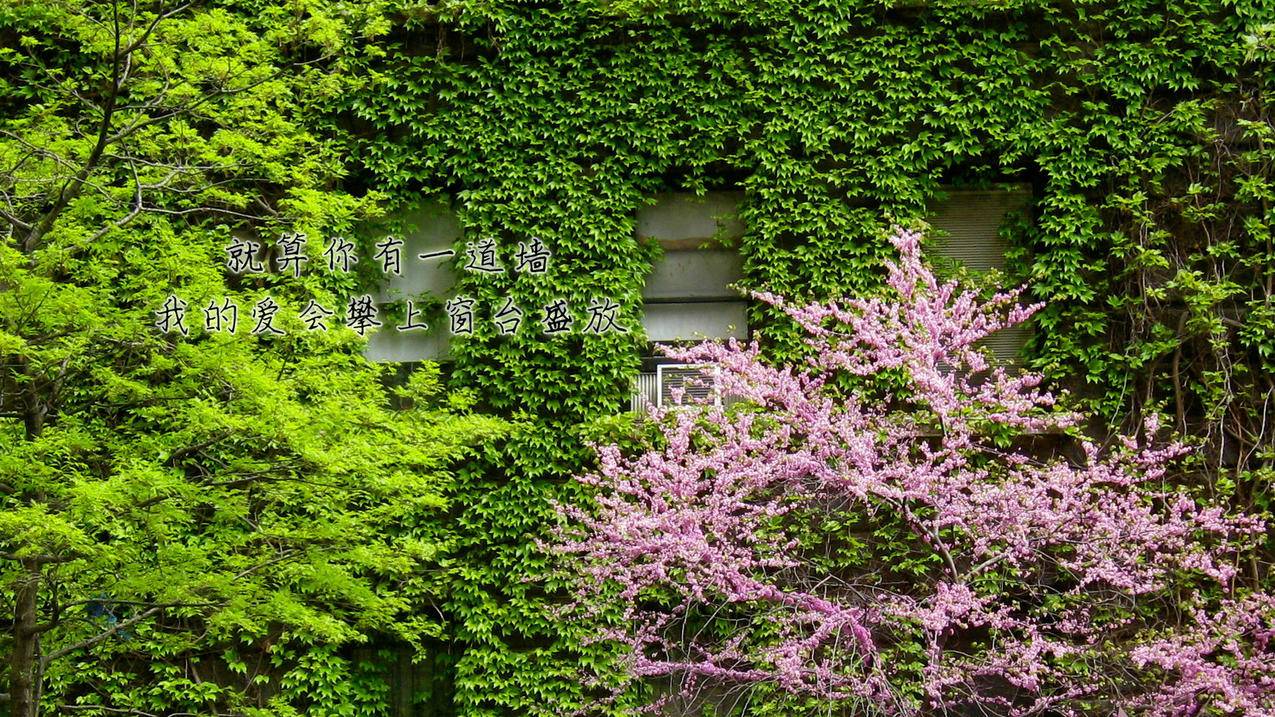投票业务-全民K歌刷粉丝-绿洲业务